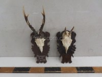 Roe deer - hunting trophy