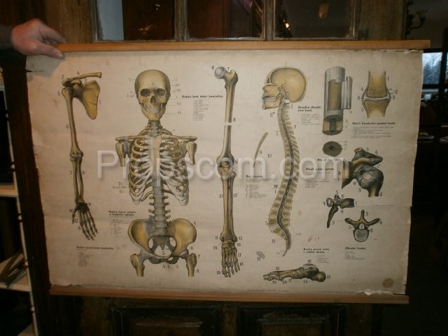 Schulplakat - Skelett