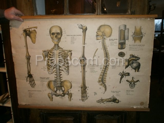 School poster - Skeleton