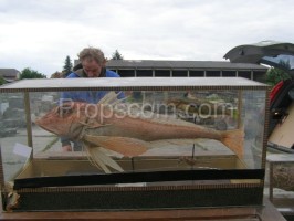 Fischen Sie in einer Vitrine