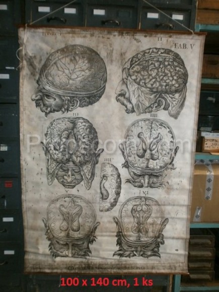 Lidská hlava - plakát