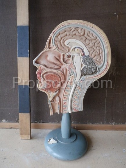 Head section - educational model