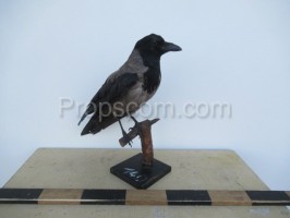 Crow