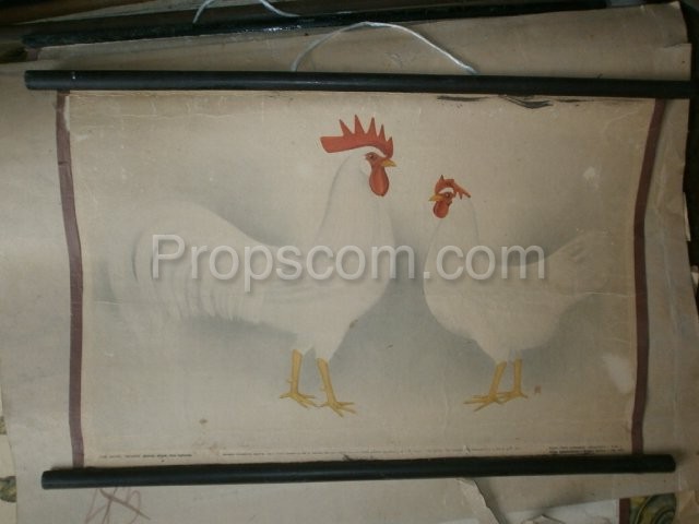 School poster - Domestic chicken