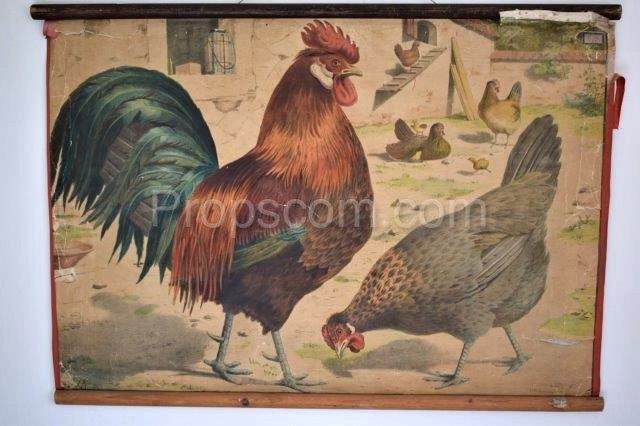 School poster - Domestic chicken