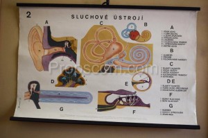 Školní plakát – Sluchové ústrojí