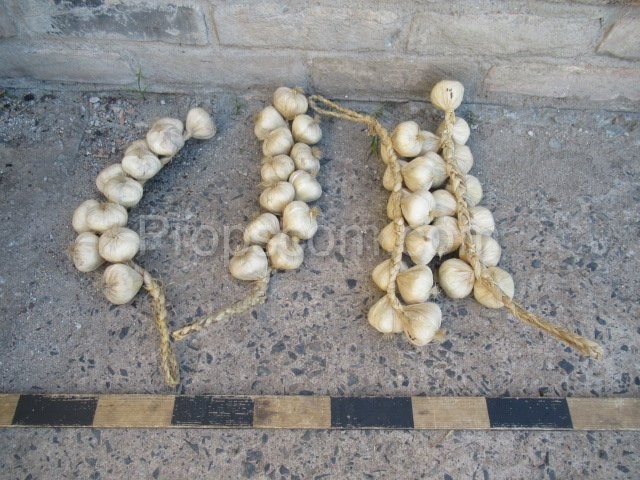 Bundles of garlic