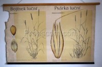 School poster - Grasses