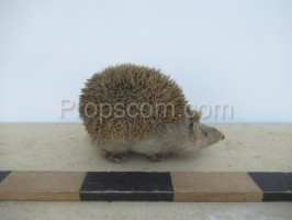 Igel