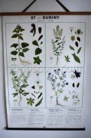 School poster - Plants