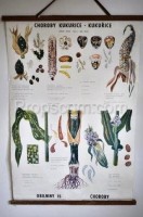 School poster - Corn diseases