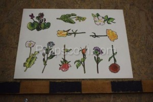 School poster - Flowers