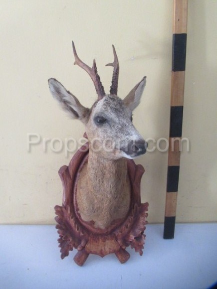 Roe deer - hunting trophy