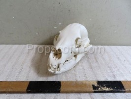 Bear skull