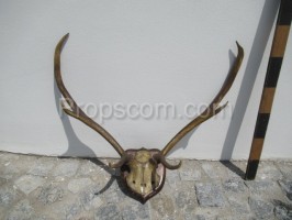 Deer - antlers