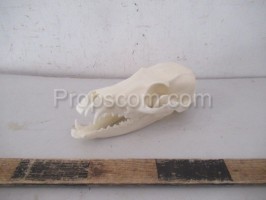 Animal skull