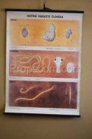 Školní plakát - Vnitřní parazité člověka 