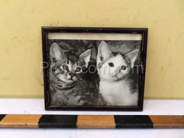 Photo kittens