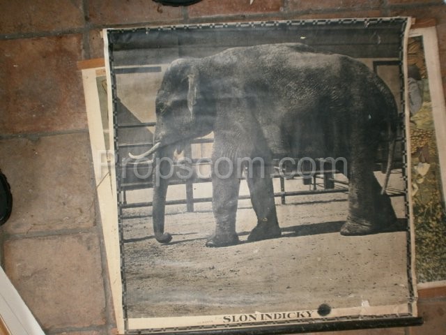 Školní plakát – Slon indický 