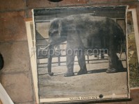 Schulplakat - Indischer Elefant