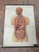 Human body digestive system - poster