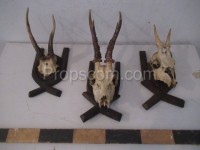 Roe deer - hunting trophy