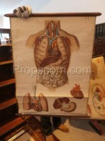 School poster - Abdominal cavity and lungs