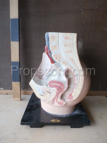 Gynecology teaching model