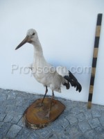 White stork