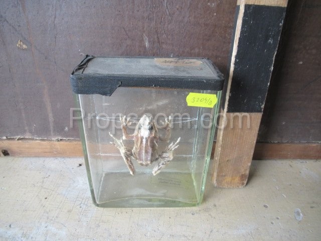 Žába vypreparovaná sklo - rekvizita