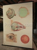 Anatomie des Auges - blind