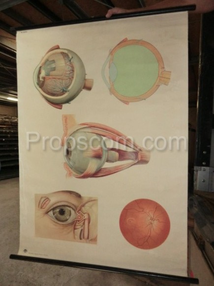 Anatomie des Auges - blind