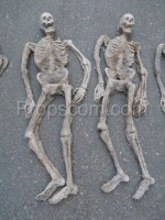 Human skeletons - props