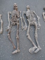 Human skeletons - props