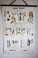 School poster - Wheat diseases