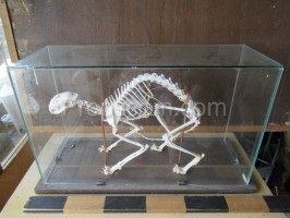 Skeleton in a showcase