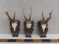 Roe deer - hunting trophy