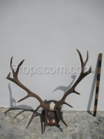 Deer - antlers