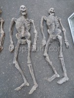 Human skeletons - props