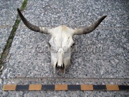 Cow skull