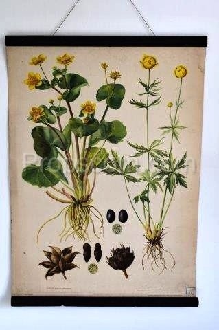 School poster - Plants