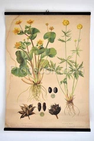 School poster - Plants