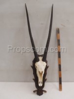 Oryx antelope