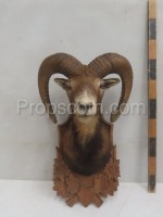 Mufflon