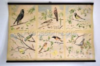 School poster - Songbirds