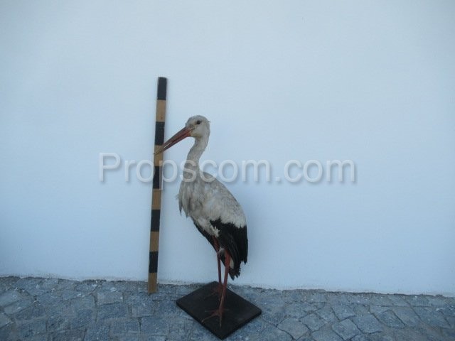 White stork