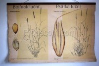 School poster - Grasses