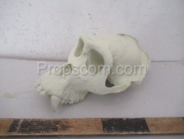 Animal skull