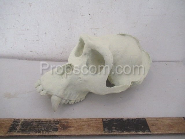 Animal skull