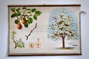 School poster - Pear